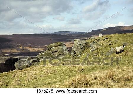 Stock Photo - south yorkshire, england; sheep grazing in longshaw estate on the pennines of peak district national park. Fotosearch