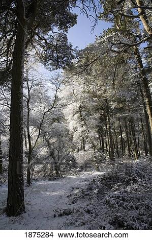 south yorkshire, england; snow on a path in the forest in blacka moor in peak district national park View Large Photo Image Picture - south yorkshire, england; snow on a path in the forest in blacka moor in peak district national park. Fotosearch