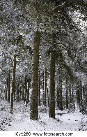 south yorkshire, england; snow on a path in the forest in blacka moor in peak district national park View Large Photo Image Stock Image - south yorkshire, england; snow on a path in the forest in blacka moor in peak district national park. Fotosearch