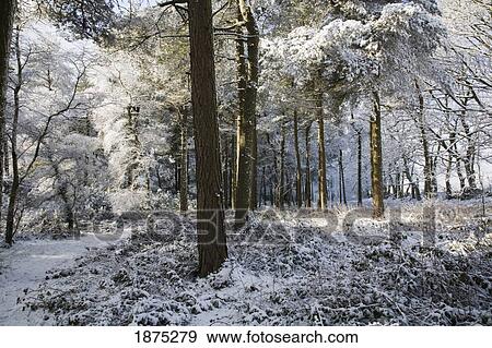 Stock Photo - south yorkshire, england; snow on a path in the forest in blacka moor in peak district national park. Fotosearch