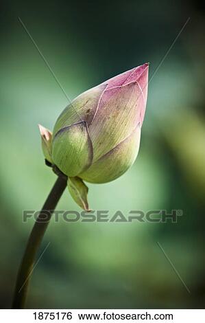 Stock Photograph - the bud of a lotus flower (nelumbo nucifera). Fotosearch