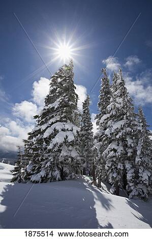 Picture - timberline, oregon cascades, united states of america; snow on the trees and sunlight on mount hood. Fotosearch