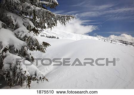 timberline, oregon cascades, united states of america; snow on a slope on mount hood View Large Photo Image Stock Image - timberline, oregon cascades, united states of america; snow on a slope on mount hood. Fotosearch