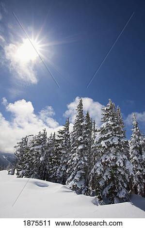 Stock Image - timberline, oregon cascades, united states of america; snow on the trees and the sunlight on mount hood. Fotosearch