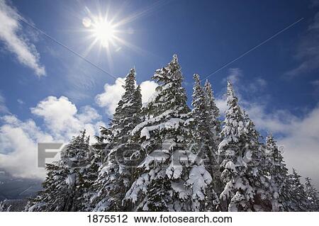 Stock Image - timberline, oregon cascades, united states of america; snow on the trees and sunlight on mount hood. Fotosearch
