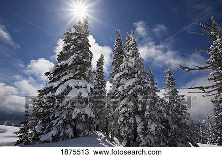 Stock Image - timberline, oregon cascades, united states of america; snow on the trees and sunlight on mount hood. Fotosearch