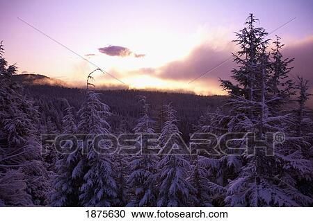 timberline, oregon, united states of america; sunrise over snow covered trees on mount hood View Large Photo Image Stock Image - timberline, oregon, united states of america; sunrise over snow covered trees on mount hood. Fotosearch