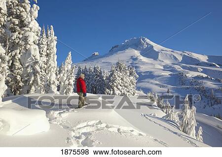 timberline, oregon, united states of america; a person snowshoeing in deep snow on mount hood View Large Photo Image Stock Photo - timberline, oregon, united states of america; a person snowshoeing in deep snow on mount hood. Fotosearch
