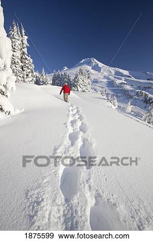 timberline, oregon, united states of america; a person snowshoeing in deep snow on mount hood View Large Photo Image Stock Photo - timberline, oregon, united states of america; a person snowshoeing in deep snow on mount hood. Fotosearch