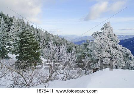 Stock Image - washington, united states of america; snow covered trees on the summit of dog mountain. Fotosearch
