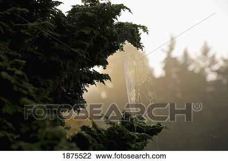 washington, united states of america; morning dew on a spider web View Large Photo Image Stock Image - washington, united states of america; morning dew on a spider web. Fotosearch