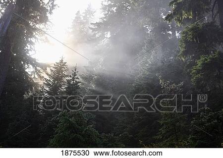 Stock Image - Washington, united states of america; morning sun through the fog and trees in mt. rainier national park. Fotosearch