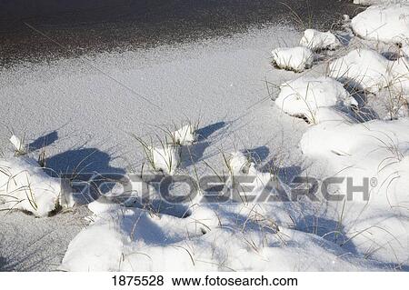 Stock Photo - Washington, united states of america; snow around tipsoo lake in mt. rainier national park. Fotosearch