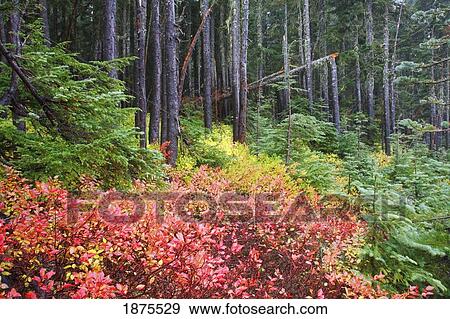 Washington, united states of america; fall colors in mt. rainier national park View Large Photo Image Stock Photo - Washington, united states of america; fall colors in mt. rainier national park. Fotosearch