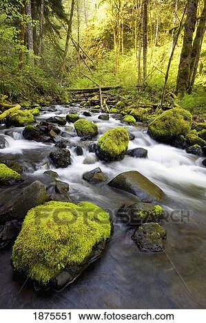 water flowing by moss covered rocks in a stream View Large Photo Image Stock Image - water flowing by moss covered rocks in a stream. Fotosearch