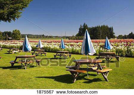 willamette, oregon, united states of america; picnic tables and umbrellas beside a field of dahlias View Large Photo Image Stock Photo - willamette, oregon, united states of america; picnic tables and umbrellas beside a field of dahlias. Fotosearch
