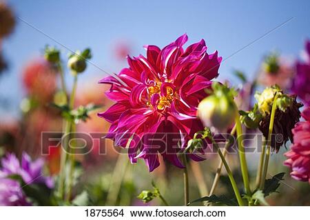 Picture - willamette valley, oregon, united states of america; dahlia field. Fotosearch