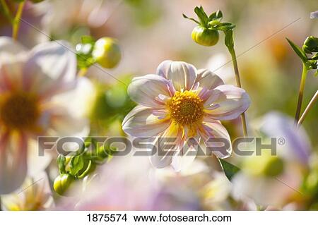 willamette valley, oregon, united states of america; dahlias in bloom View Large Photo Image Picture - willamette valley, oregon, united states of america; dahlias in bloom. Fotosearch