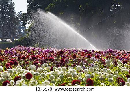 willamette valley, oregon, united states of america; water spraying from a sprinkler over the dahlia field View Large Photo Image Stock Image - willamette valley, oregon, united states of america; water spraying from a sprinkler over the dahlia field. Fotosearch