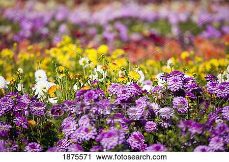 willamette valley, oregon, united states of america; variety of dahlias in a field View Large Photo Image Stock Image - willamette valley, oregon, united states of america; variety of dahlias in a field. Fotosearch