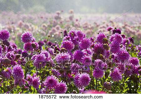 Stock Image - willamette valley, oregon, united states of america; purple dahlias in a field. Fotosearch