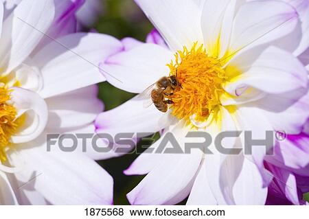 willamette valley, oregon, united states of america; a bee on a dahlia flower View Large Photo Image Stock Photo - willamette valley, oregon, united states of america; a bee on a dahlia flower. Fotosearch
