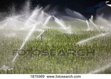 Stock Photo - Willamette valley, oregon, united states of america; sprinklers on the grass. Fotosearch