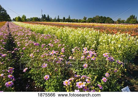 Stock Photograph - willamette valley, oregon, united states of america; a field with rows of various dahlias. Fotosearch