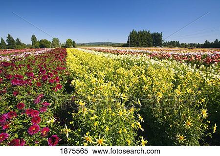 Stock Photography - willamette valley, oregon, united states of america; a field with rows of various dahlias. Fotosearch