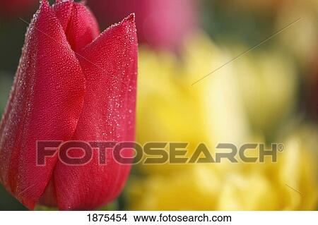 woodburn, oregon, united states of america; close up of a red tulip in a tulip field View Large Photo Image Picture - woodburn, oregon, united states of america; close up of a red tulip in a tulip field. Fotosearch