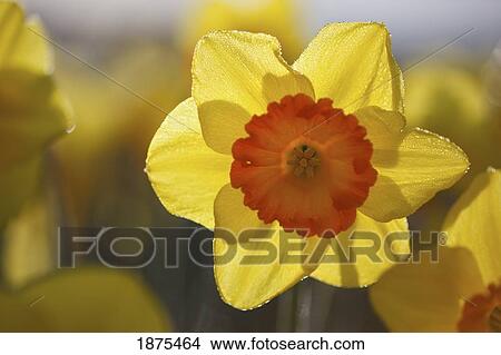 Picture - woodburn, oregon, united states of america; an open yellow tulip. Fotosearch