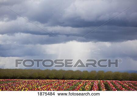 woodburn, oregon, united states of america; tulip field under storm clouds View Large Photo Image Picture - woodburn, oregon, united states of america; tulip field under storm clouds. Fotosearch