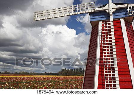 Picture - woodburn, oregon, united states of america; windmill and field of tulips at wooden shoe tulip farm. Fotosearch