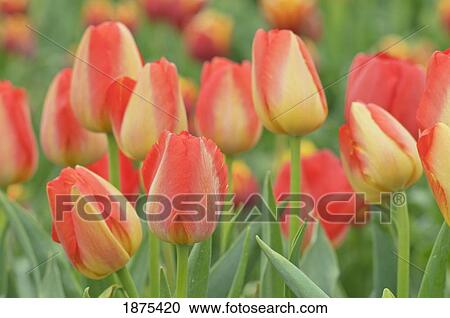 Stock Image - woodburn, oregon, united states of america; tulips at wooden shoe tulip farm. Fotosearch