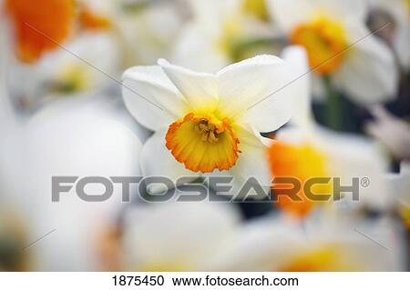Stock Image - woodburn, oregon, united states of america; a tulip in a tulip field. Fotosearch