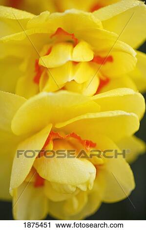 woodburn, oregon, united states of america; yellow tulips View Large Photo Image Stock Image - woodburn, oregon, united states of america; yellow tulips. Fotosearch