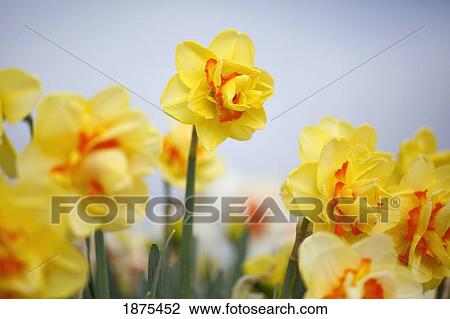 Stock Image - woodburn, oregon, united states of america; yellow tulips in a tulip field. Fotosearch
