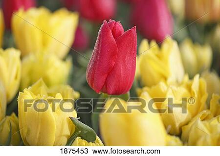 Woodburn, oregon, united states of america; a red tulip among yellow tulips in a tulip field View Large Photo Image Stock Image - Woodburn, oregon, united states of america; a red tulip among yellow tulips in a tulip field. Fotosearch