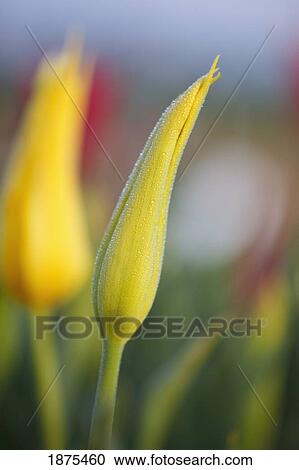 Stock Image - woodburn, oregon, united states of america; close up of a closed yellow tulip. Fotosearch