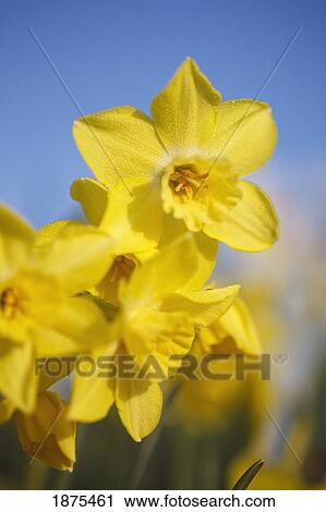 woodburn, oregon, united states of america; yellow tulips View Large Photo Image Stock Image - woodburn, oregon, united states of america; yellow tulips. Fotosearch