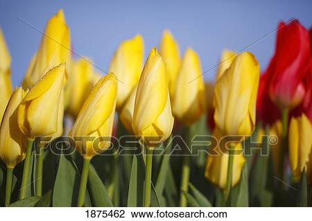 woodburn, oregon, united states of america; yellow and red tulips in a field View Large Photo Image Stock Image - woodburn, oregon, united states of america; yellow and red tulips in a field. Fotosearch