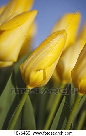 woodburn, oregon, united states of america; yellow tulips in a field View Large Photo Image Stock Image - woodburn, oregon, united states of america; yellow tulips in a field. Fotosearch