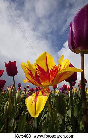 Stock Image - woodburn, oregon, united states of america; a variety of tulips in a field. Fotosearch
