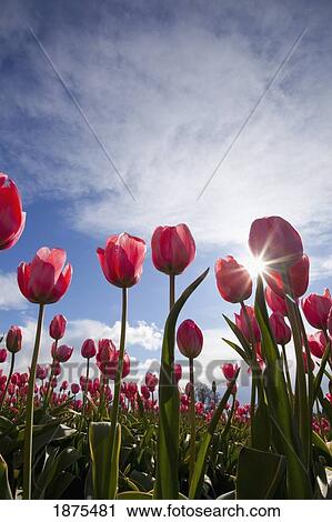 Stock Image - woodburn, oregon, united states of america; tulips in a field with the sun shining. Fotosearch