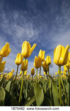 Stock Image - woodburn, oregon, united states of america; yellow tulips in a field. Fotosearch