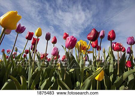 woodburn, oregon, united states of america; a variety of tulips in a field View Large Photo Image Stock Image - woodburn, oregon, united states of america; a variety of tulips in a field. Fotosearch