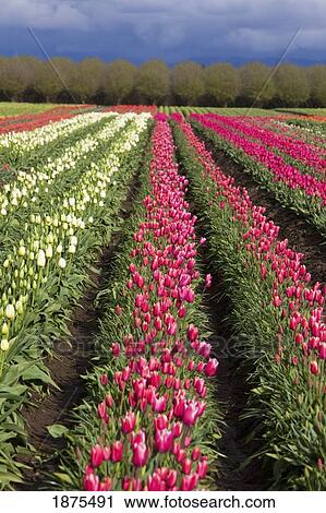 Stock Image - woodburn, oregon, united states of america; tulip fields. Fotosearch