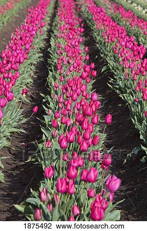 Stock Image - woodburn, oregon, united states of america; rows of tulips in a field. Fotosearch