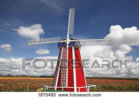 Stock Image - woodburn, oregon, united states of america; tulip fields and a windmill at wooden shoe tulip farm. Fotosearch