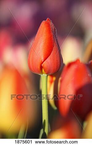 Stock Image - woodburn, oregon, united states of america; close up of a closed tulip. Fotosearch